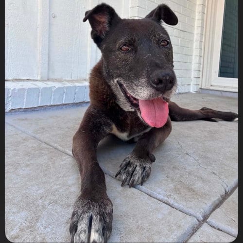 Photo of Janet, adoptable senior Black Labrador Retriever in Dallas, Texas