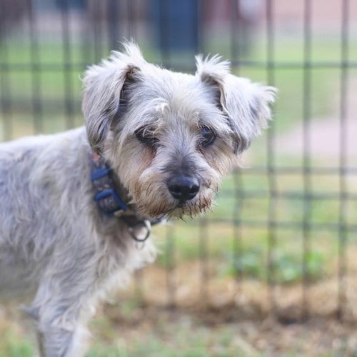 Photo of Rover, adoptable senior Miniature Schnauzer in San Antonio, Texas