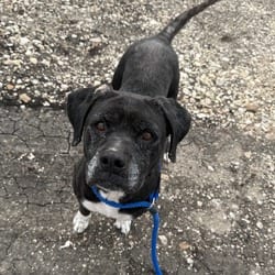 Photo of Sheba Ci, adoptable senior Boxer Mixed Breed (Medium) in Richfield, Minnesota