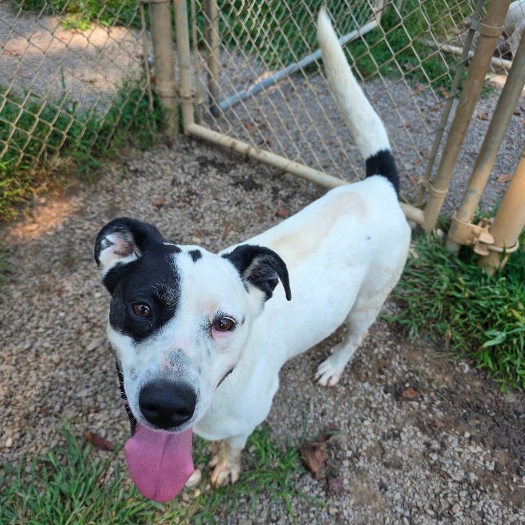 Photo of Lola(FKA Squeek), adoptable senior Mixed Breed (Medium)