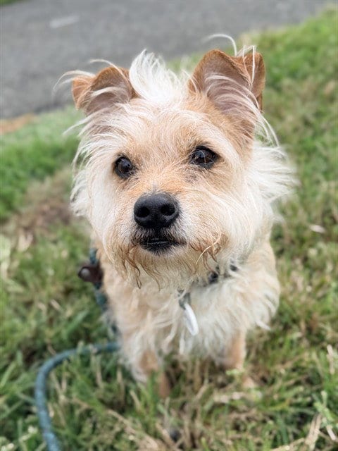 Photo of Jelly, adoptable senior Yorkshire Terrier Yorkie in Forestville, Maryland