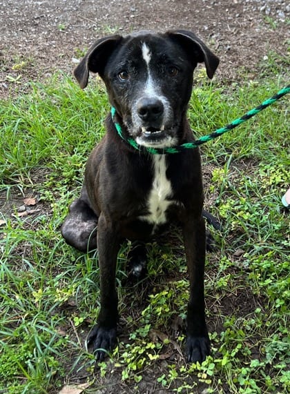 Photo of Thelma, adoptable senior Retriever, Labrador/Boxer in Mobile, Alabama