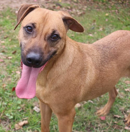 Pecan Pinwheel, adoptable senior Black Mouth Cur in Jackson, MS