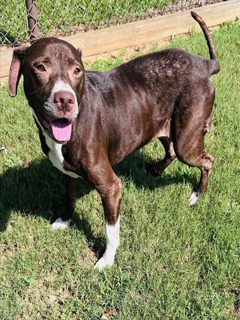 Photo of Gracie, adoptable senior Pit Bull Terrier in Grovetown, Georgia