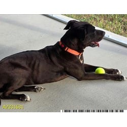 Photo of Alexis, adoptable senior Mixed Breed (Medium) in West Palm Beach, Florida