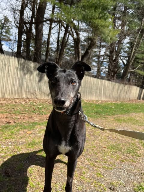 Photo of Rolo, adoptable senior Greyhound in Millsboro DELAWARE, New Jersey