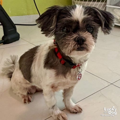 Photo of Lucero, adoptable senior Shih Tzu in Washington, District of Columbia