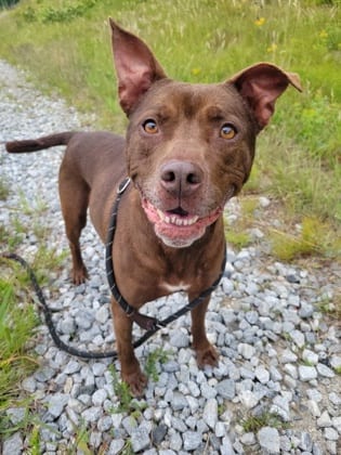 Photo of Lucario, adoptable senior dog in Atlanta, Georgia
