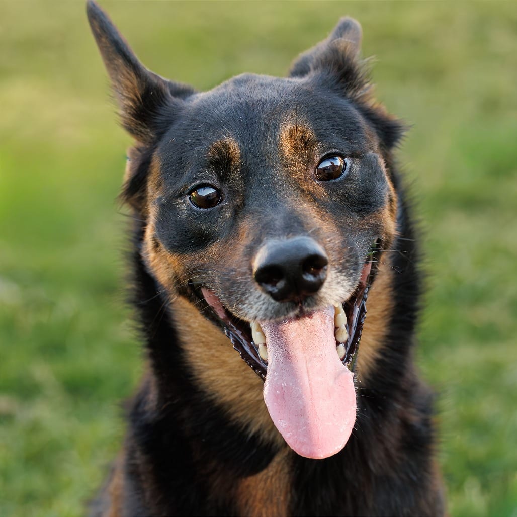 Photo of Marley, adoptable senior Shepherd, German / Rottweiler in Weatherford, Texas