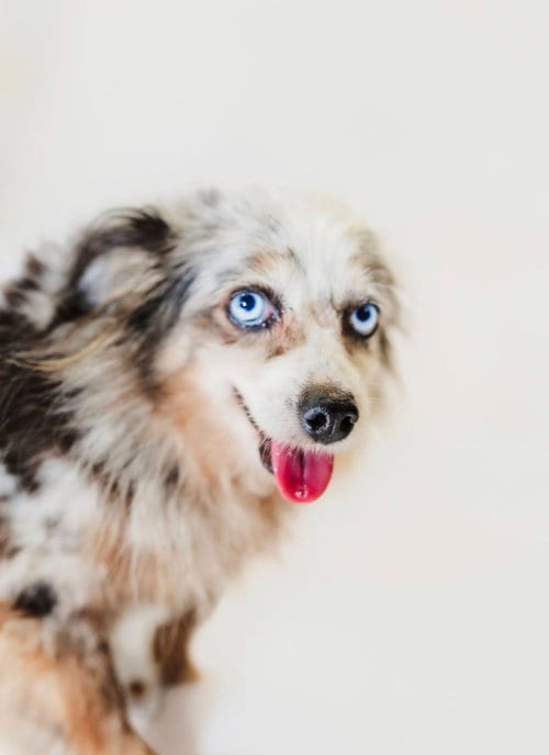 Photo of kelly, adoptable senior Australian Shepherd in York, South Carolina