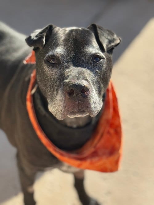 Photo of Thor #8, adoptable senior Labrador Retriever in Chandler, Arizona