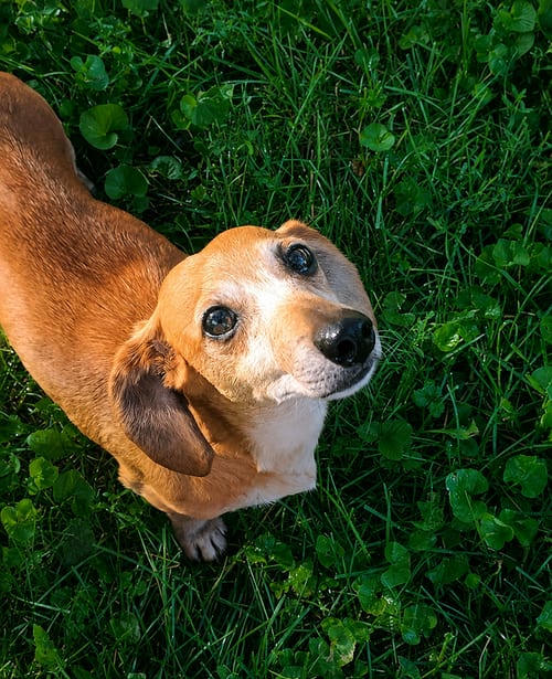 Photo of Lilyanne, adoptable senior Dachshund in Lee's Summit, Missouri