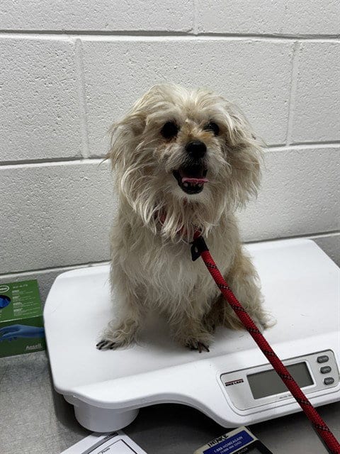 Photo of Duke, adoptable senior Yorkshire Terrier Yorkie in Forestville, Maryland