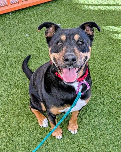 Photo of Nala, adoptable senior Rottweiler in Las Vegas, Nevada