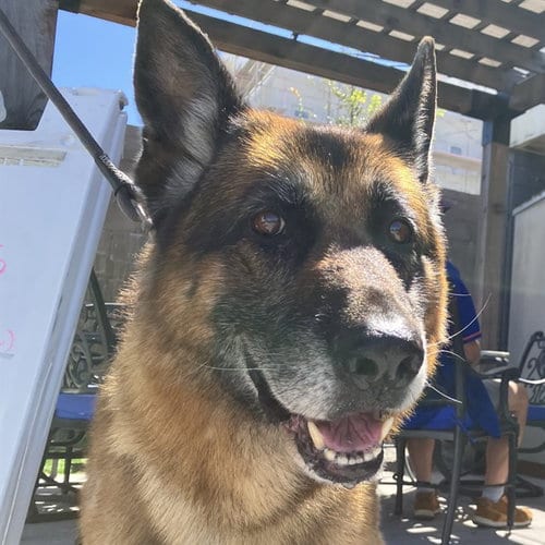 Photo of Lucky, adoptable senior German Shepherd Dog in Alameda, California