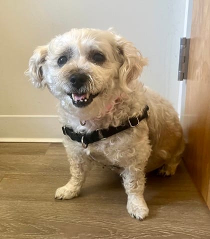 Photo of Lady, adoptable senior Maltese/Mix in Annapolis, Maryland