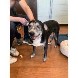 Photo of Duke, adoptable senior Mixed Breed (Medium) in Baton Rouge, Louisiana