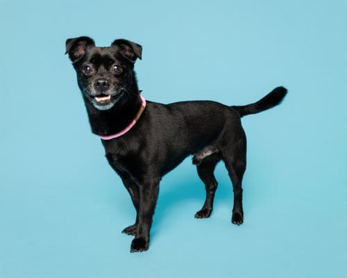 Photo of Salem, adoptable senior Unknown breed in Durham, North Carolina