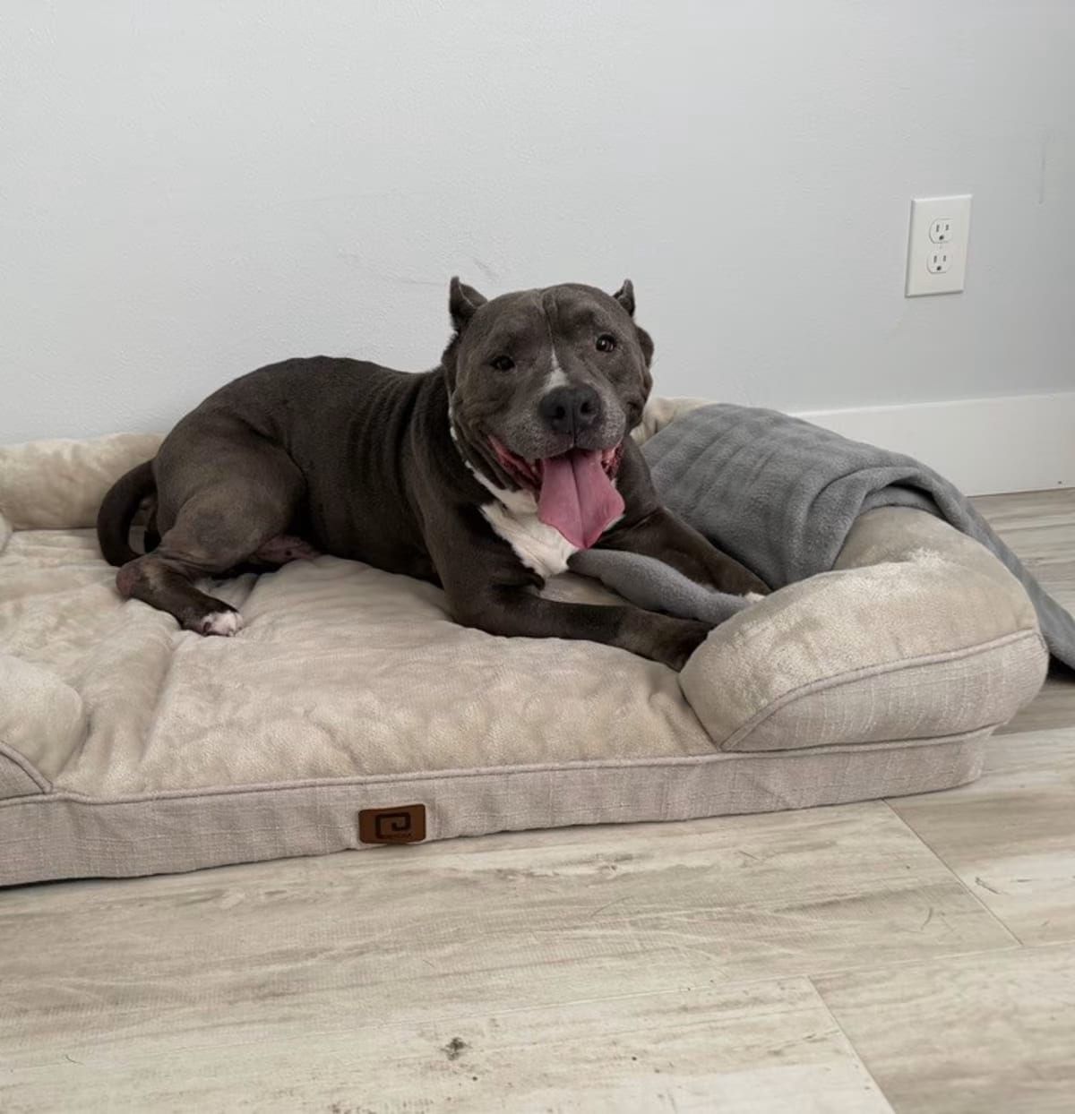 Photo of Champ, adoptable senior Mixed Breed (Medium) in Melbourne Beach, Florida
