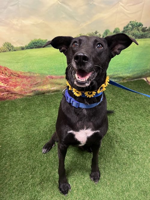 Photo of Fia, adoptable senior Labrador Retriever in Euless, Texas