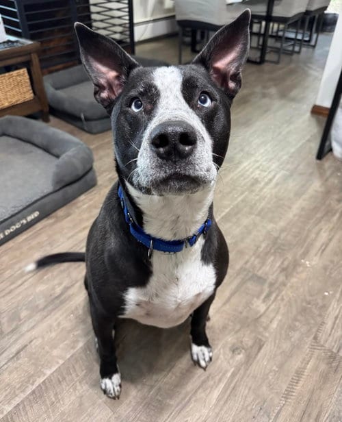 Photo of Goliath, adoptable senior Australian Cattle Dog/Blue Heeler in Princeton, Minnesota