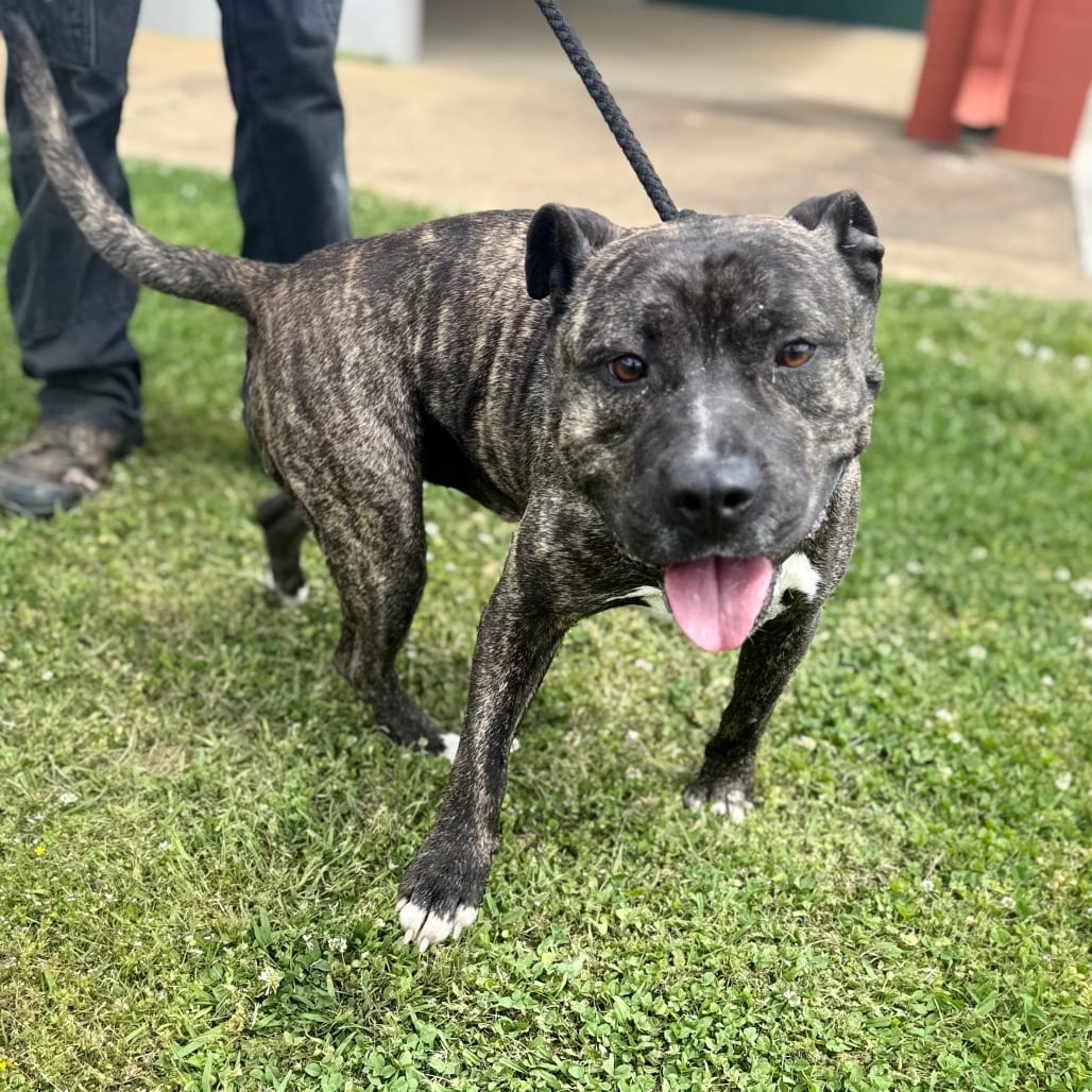 Photo of Marvin, adoptable senior Mixed Breed (Large) in Corinth, Mississippi