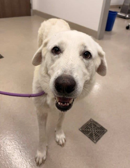 Photo of Ava, adoptable senior Great Pyrenees in Baytown, Texas