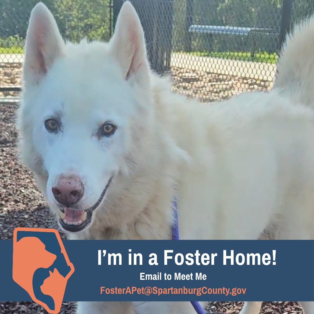 Photo of Max, adoptable senior Shepherd / Husky in Spartanburg, South Carolina