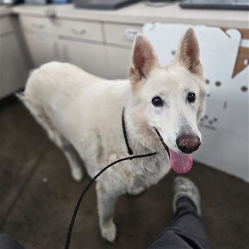 Photo of Snow White, adoptable senior German Shepherd Dog in Dallas, Texas