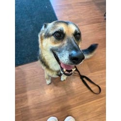 Photo of Mary, adoptable senior German Shepherd Dog in Baton Rouge, Louisiana