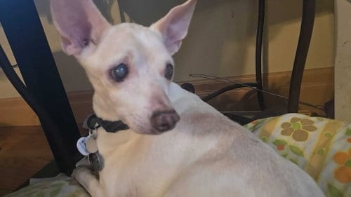 Photo of Vincent "Vinny" LaGuardia Gambini, adoptable senior Rat Terrier in Salt Lake City, Utah