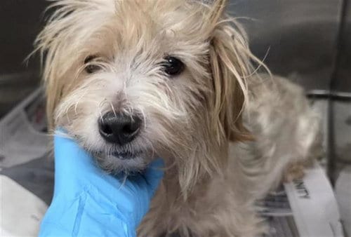 Photo of Pigeon, adoptable senior Terrier in San Antonio, Texas