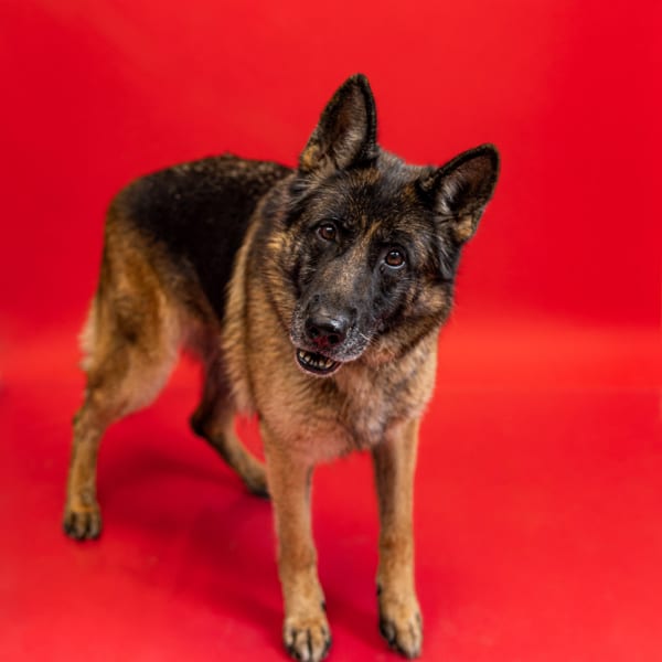 Photo of Favi, adoptable senior German Shepherd cross in Lawrenceville, Georgia