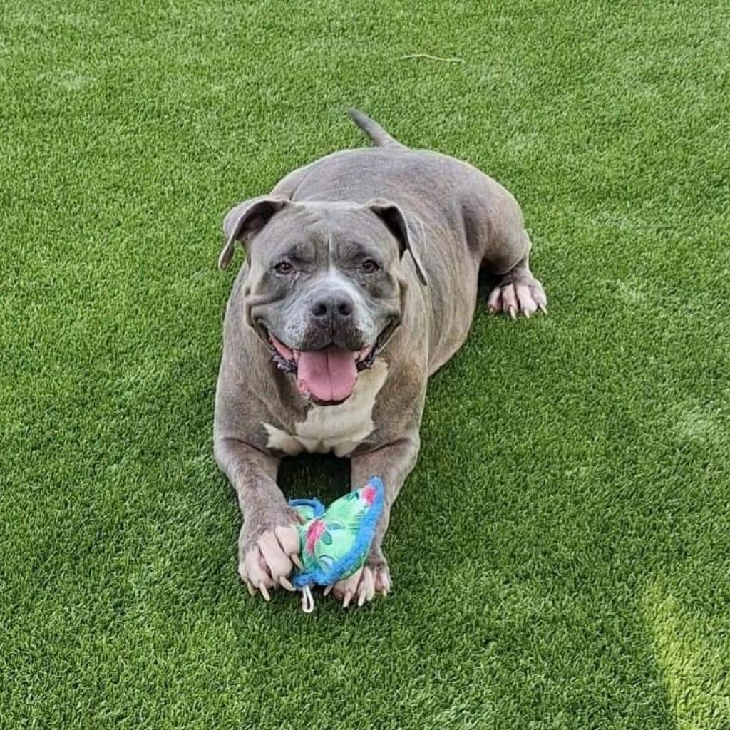 Photo of Senzy, adoptable senior Mixed Breed (Large) in Gainesville, Florida