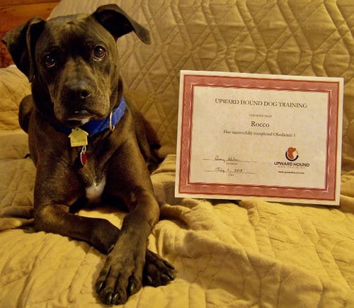 Photo of Rocco - loyal companion, adoptable senior Boxer in Shell Lake, Wisconsin