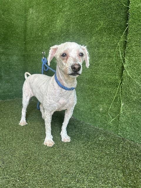 Photo of Zoey, adoptable senior Poodle (Miniature) in Lancaster, California