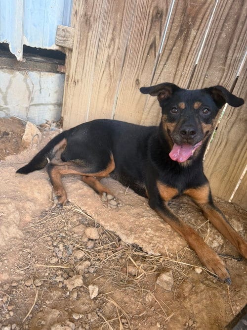 Photo of Frannie, adoptable senior Hound in Jackson, Mississippi