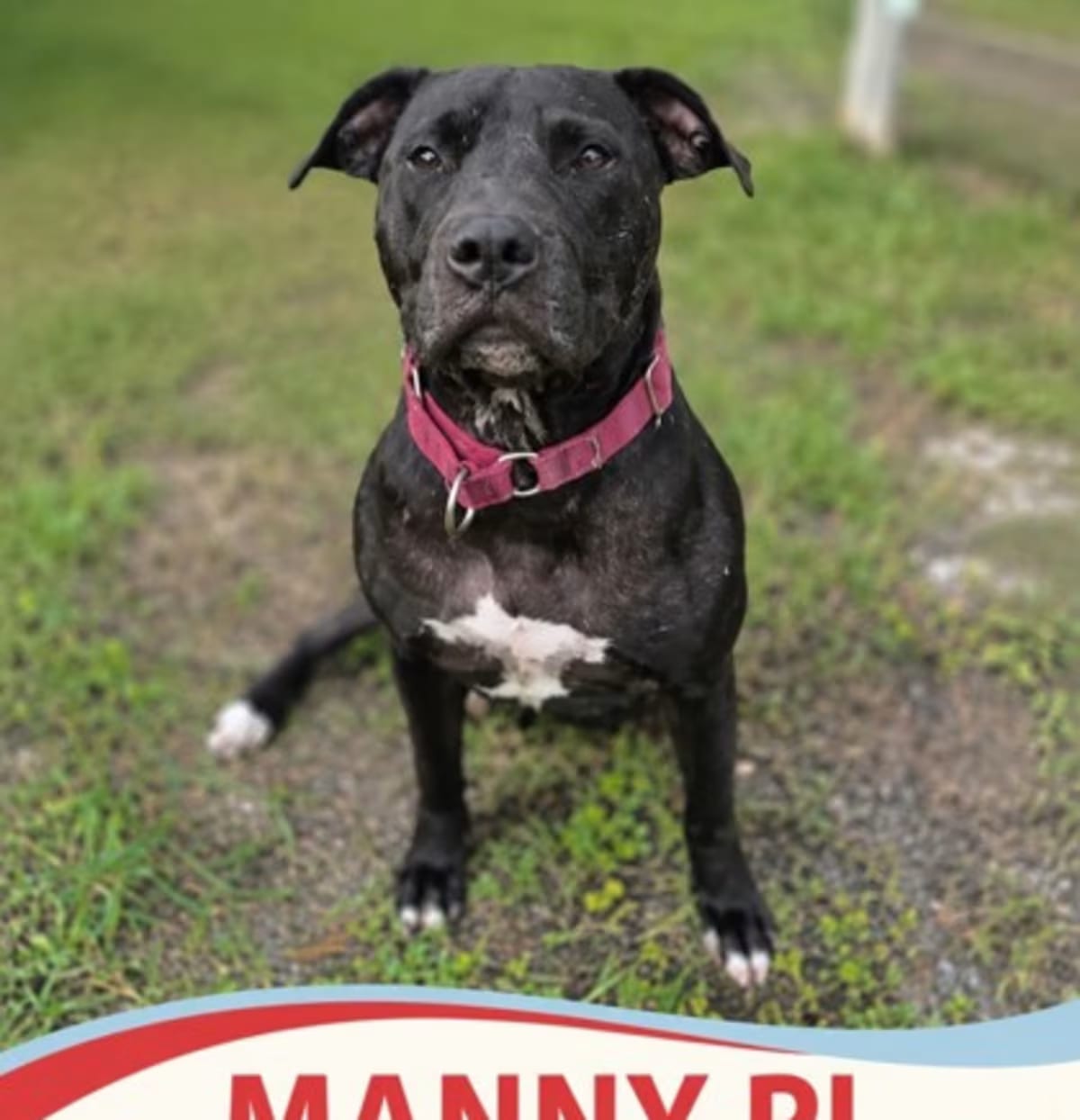 Photo of Manny Pi, adoptable senior Mixed Breed (Medium) in Brooksville, Florida