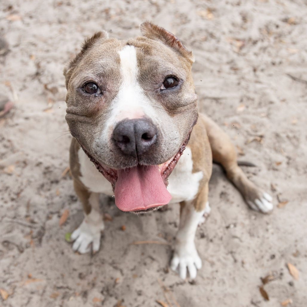 Photo of Moonshine, adoptable senior Mixed Breed (Large) in Gainesville, Florida