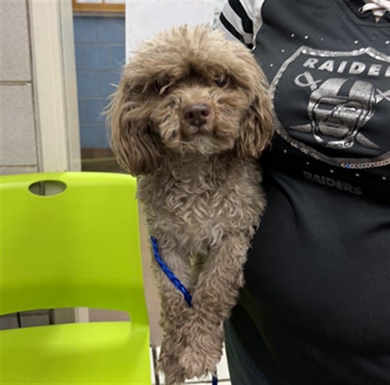 Photo of Bella, adoptable senior Poodle - Miniature mix in Chicago, Illinois