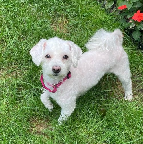 Photo of Sugar, adoptable senior Poodle (Miniature) in Rochester, New York
