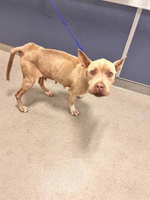Photo of Susane, adoptable senior Terrier in Miami, Florida