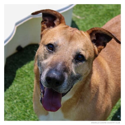 Capone, adoptable senior Shepherd in Amarillo, TX