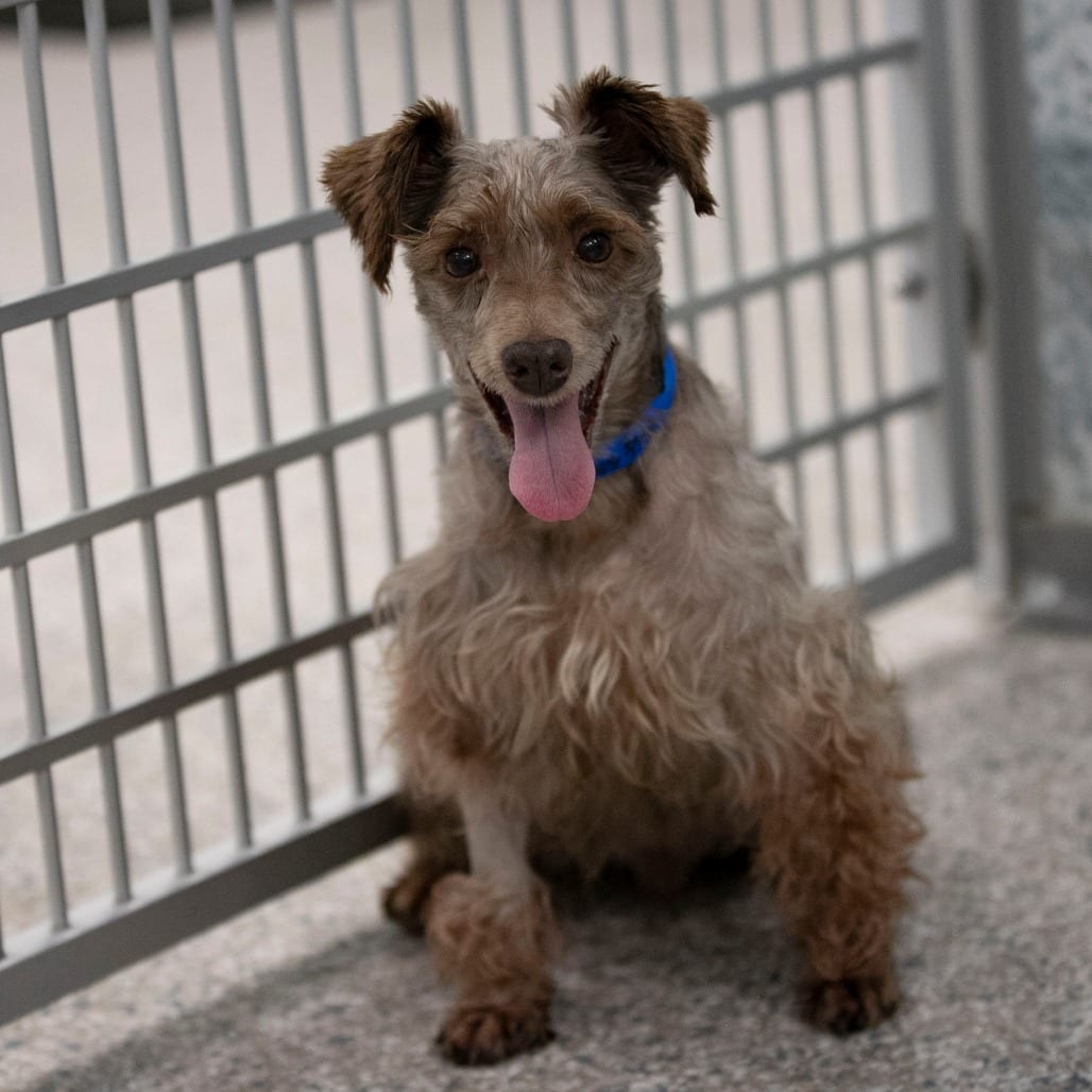 Photo of Charlie (JN26-59), adoptable senior Schnauzer, Miniature in Colorado Springs, Colorado