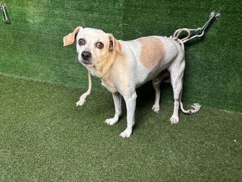 Photo of Jack, adoptable senior Smooth Fox Terrier in Lancaster, California