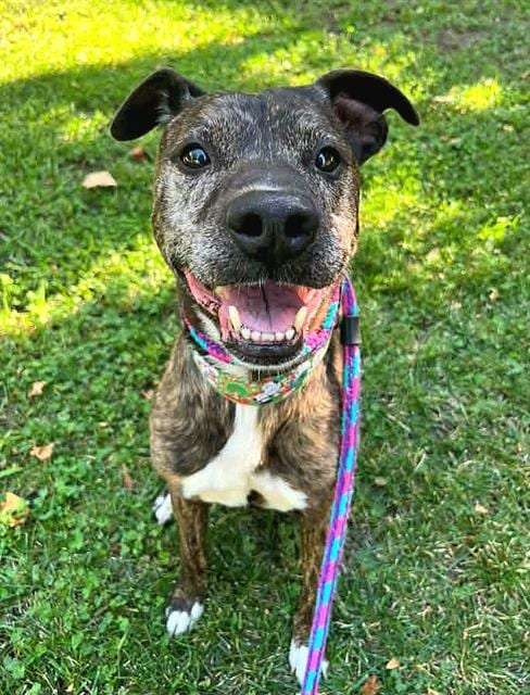 Photo of Rocko, adoptable senior Staffordshire Bull Terrier in Sacramento, California