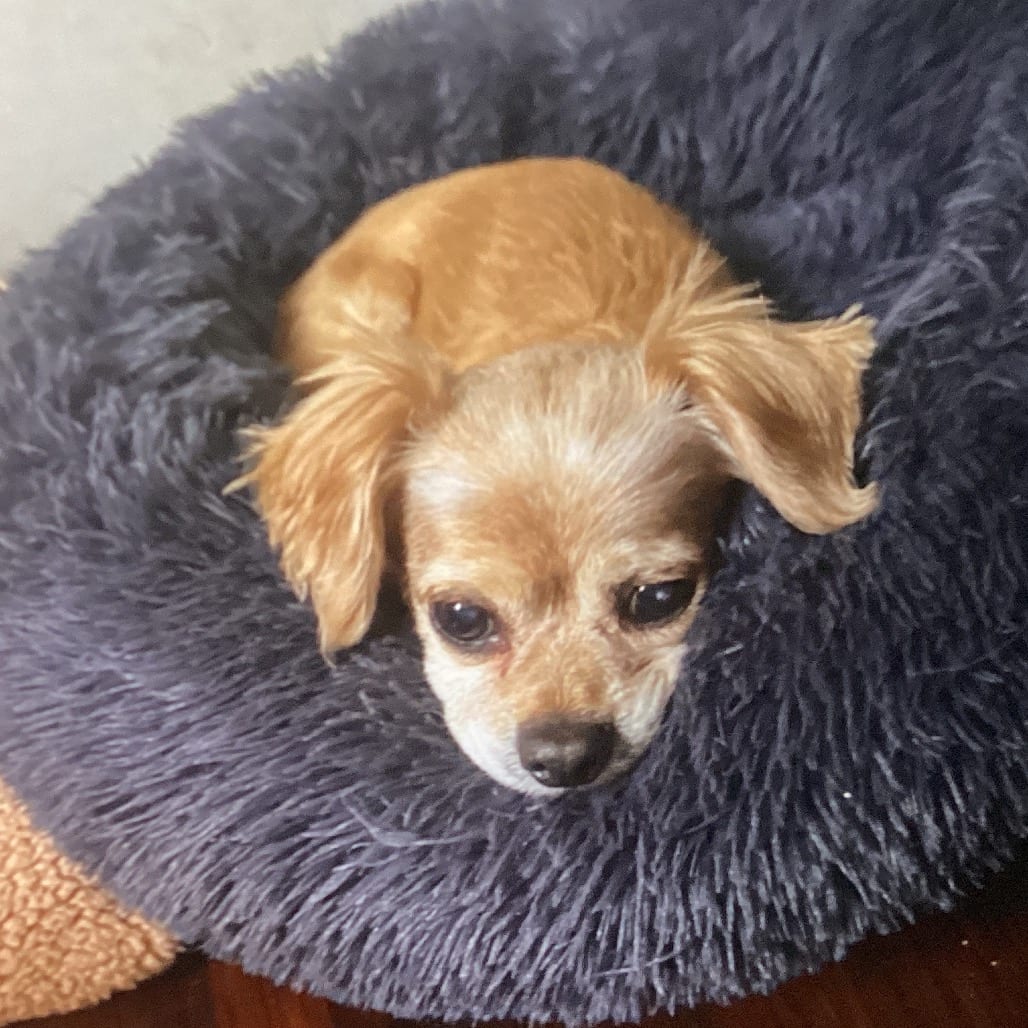 Photo of Duke, adoptable senior Spaniel, Cavalier King Charles / Poodle, Miniature