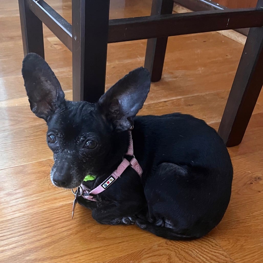 Photo of Marti, adoptable senior Chihuahua / Mix in Wake Forest, North Carolina