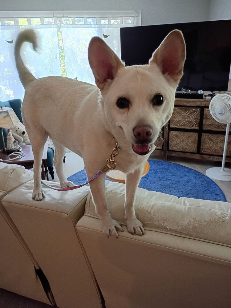 Photo of Ooyoo, adoptable senior Canaan Dog in Dana Point, California