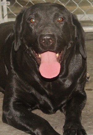 Sammy, adoptable senior Labrador Retriever in Savannah, MO